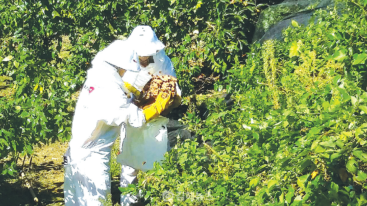 경남소방본부 관계자가 농가에서 발견된 벌집을 제거하고 있다.