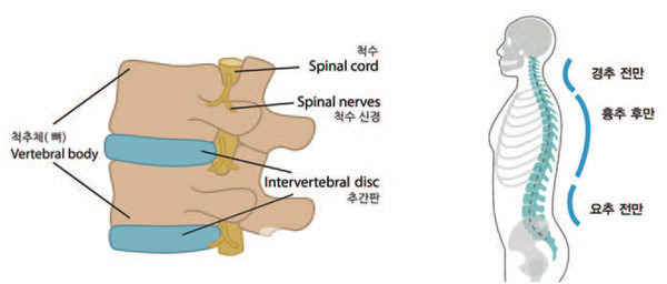 몸 중앙에 위치해 몸을 지탱하고 중추 신경인 척수를 보호하는 척추 모습(왼쪽)과 S자 모양으로 굴곡진 척추.