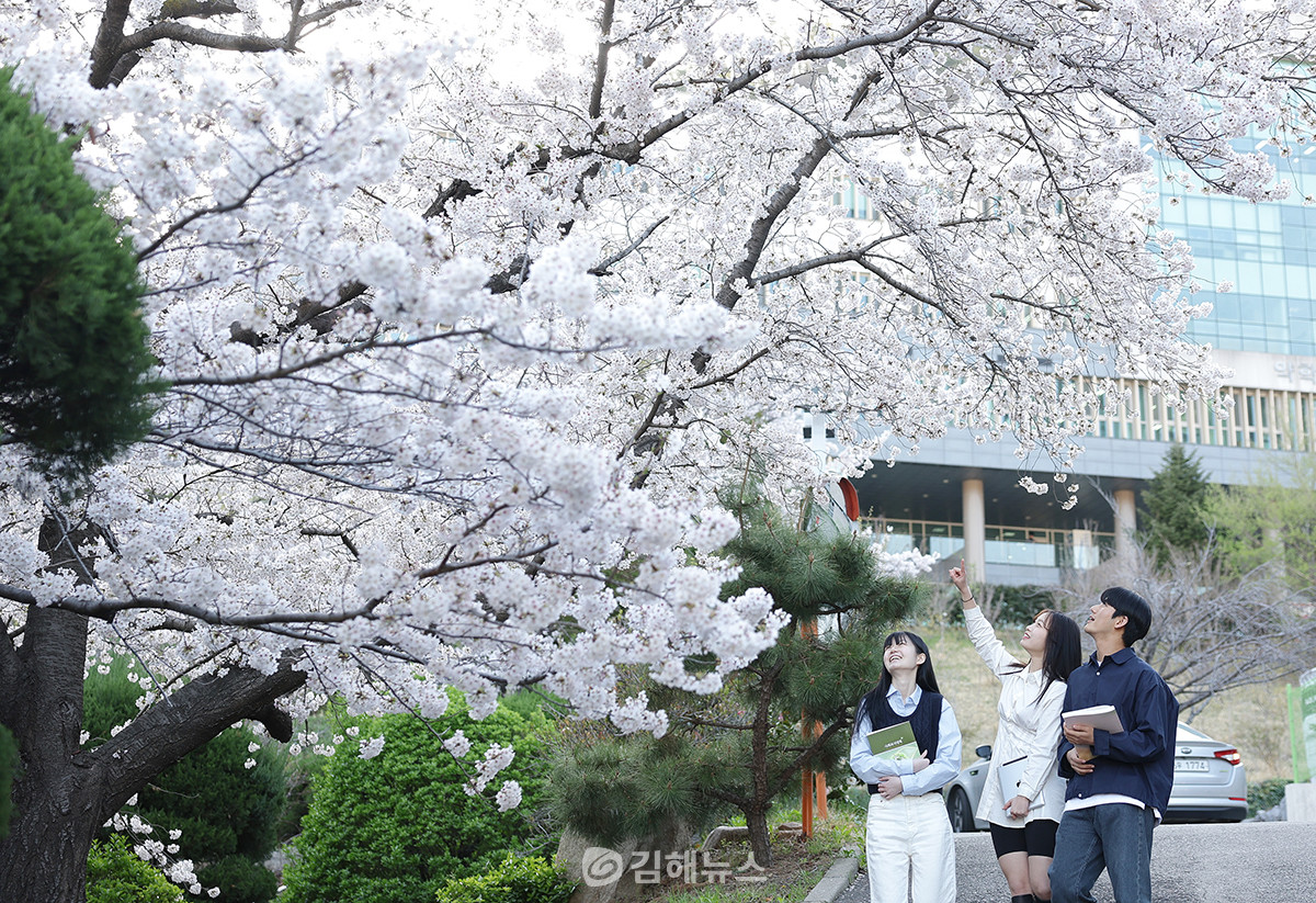학생들이 벚꽃길을 산책하고 있다. (사진=인제대학교)
