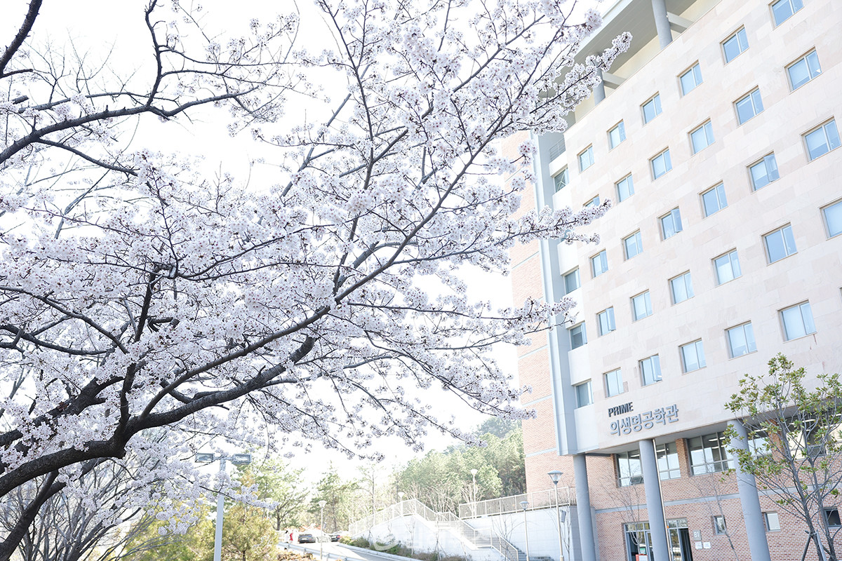 의생명공학관 앞 벚꽃. (사진=인제대학교)