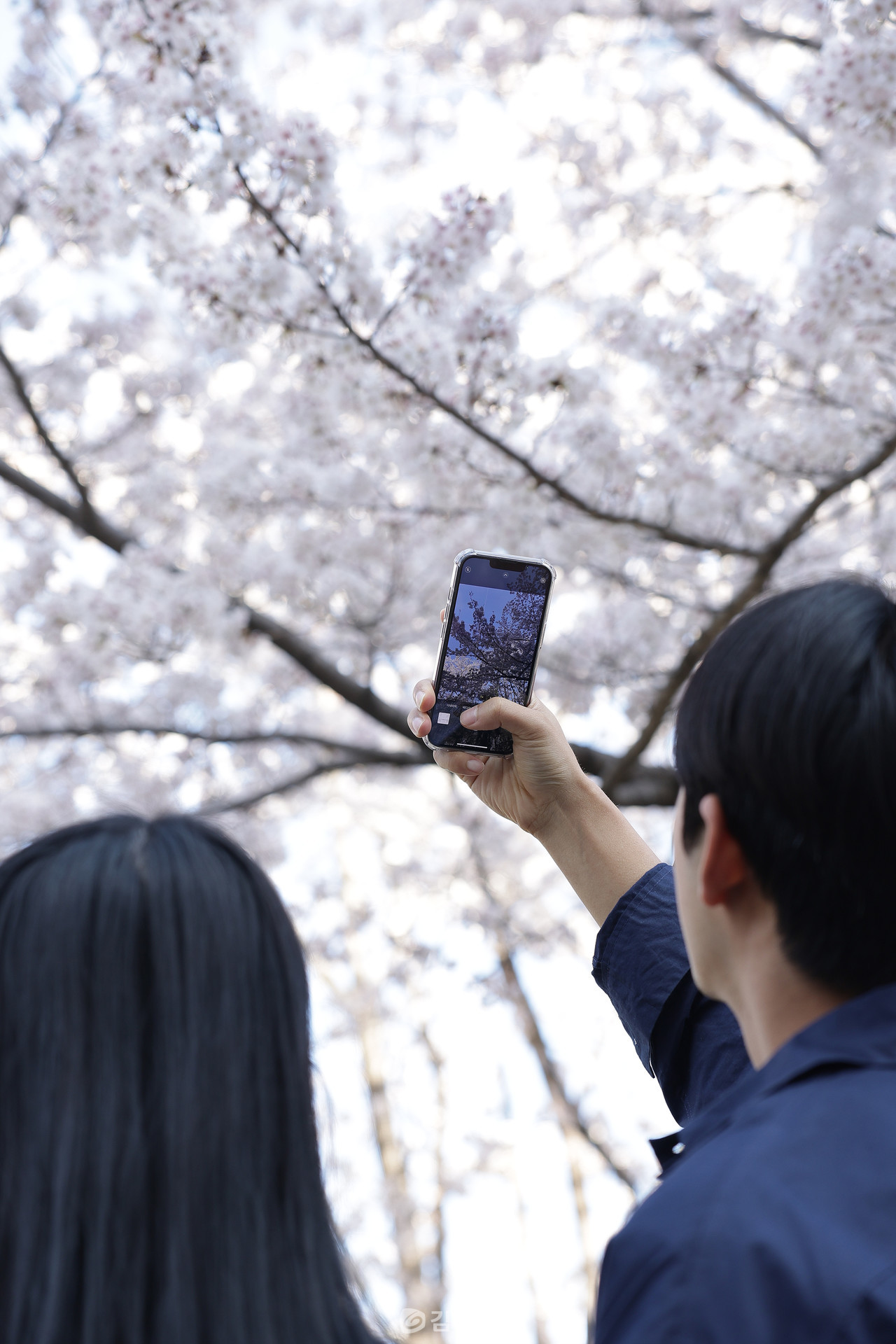 캠퍼스에서 벚꽃을 촬영하고 있는 학생. (사진=인제대학교)