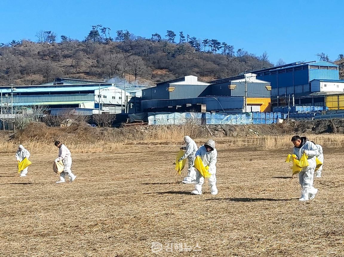 화포천 일대에서 재두루미 먹이를 살포하고 있는 김해시 공무원들. (사진=김해시)