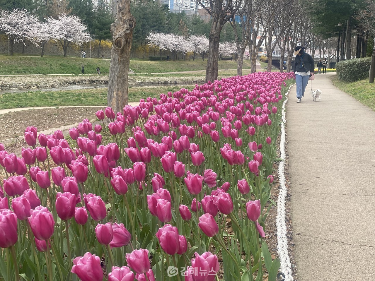 김해 율하천에 만개한 튤립을 바라보며 한 시민이 애완견과 산책하고 있다. (사진=김해시)