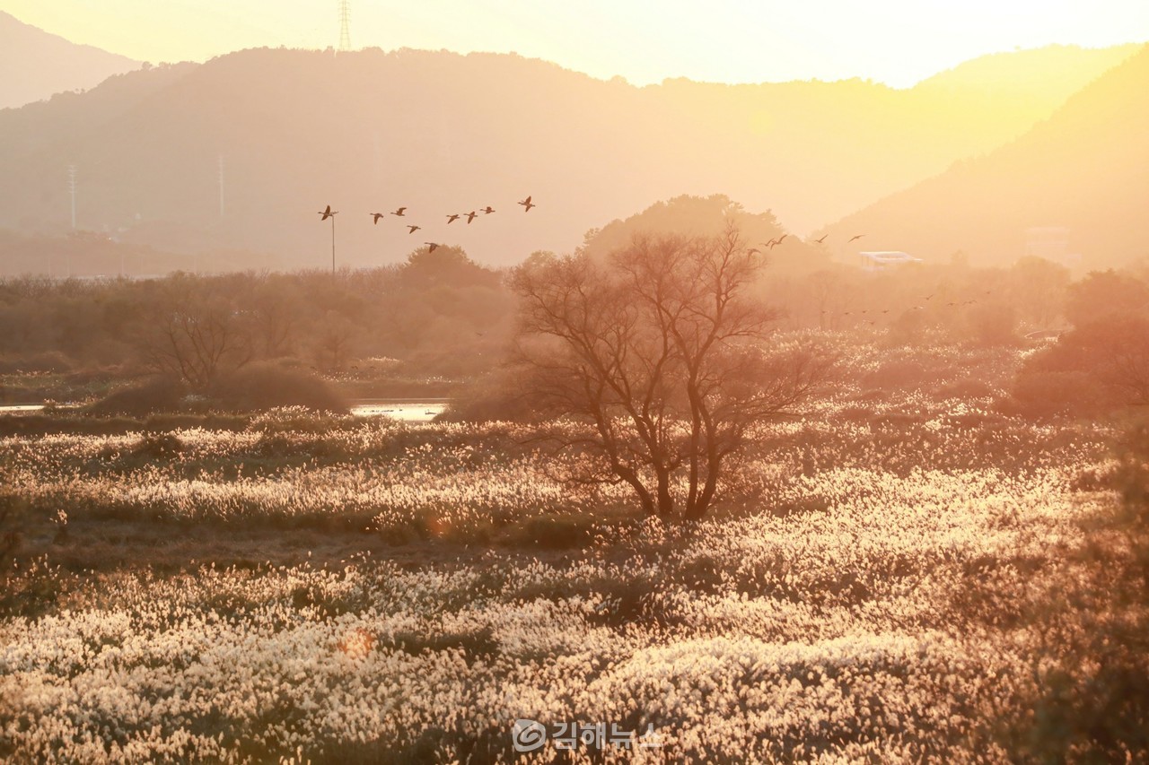 화포천 은빛 억새 위로 철새들이 날아가고 있다. (사진=조명훈 작가)