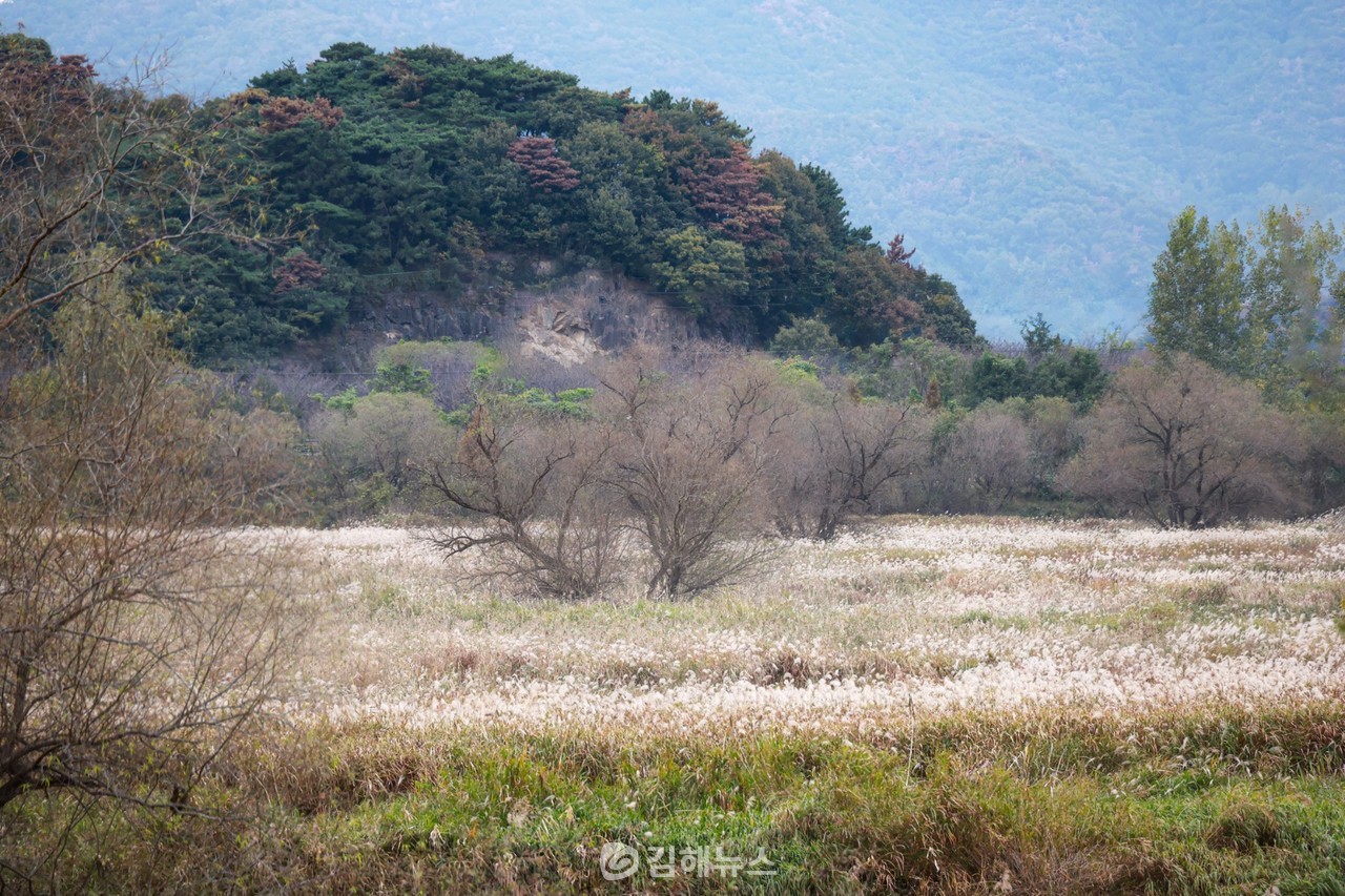 김해 화포천 물억새 군락. (사진=조명훈 작가)