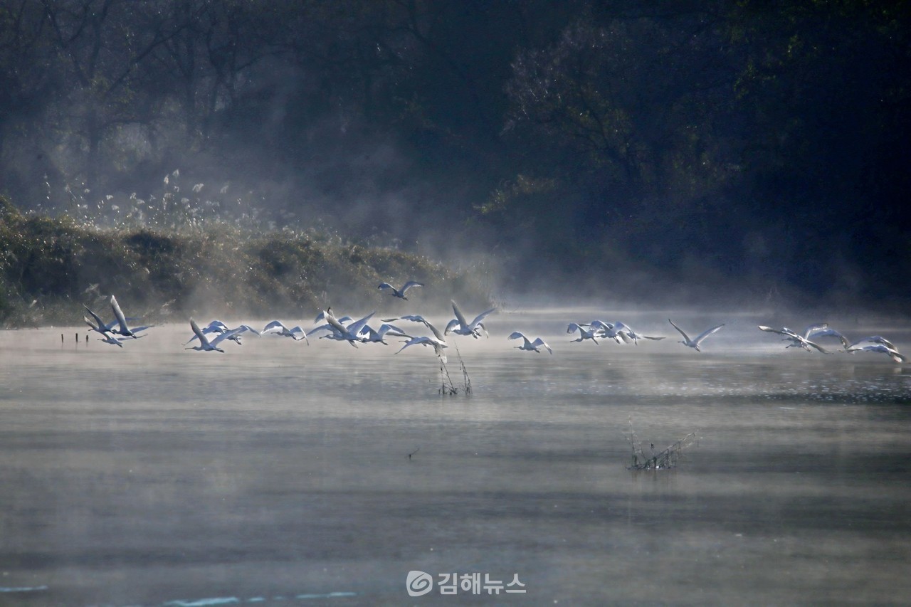 물안개 피어오르는 화포천을 날고 있는 저어새 무리. (사진=조명훈 작가)