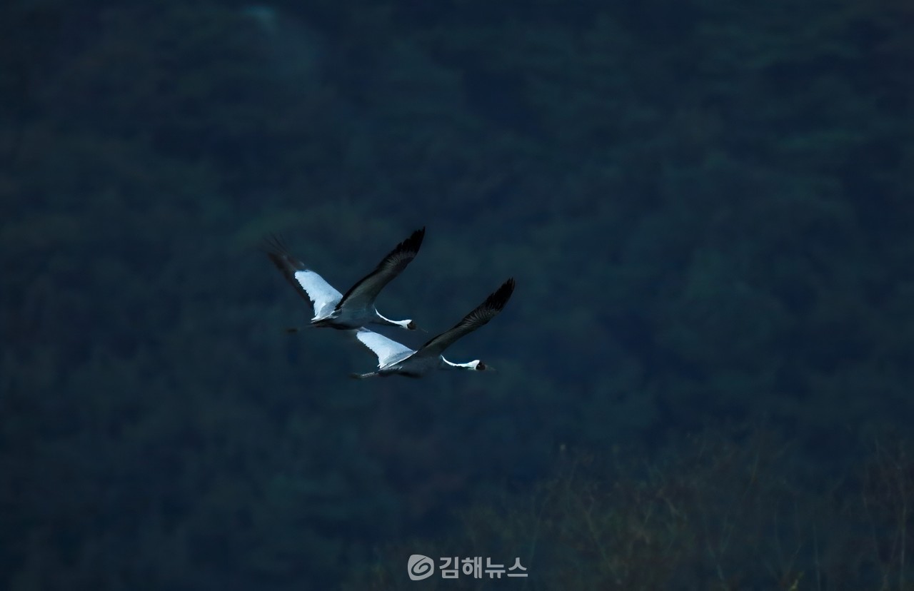지난해에 이어 올해에도 관찰되고 있는  재두루미 (사진=조명훈 작가)